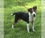 Small #1 Beagle