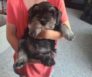 Schnauzer (Miniature) Puppy for sale in HUMESTON, IA, USA