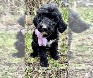 Bernedoodle Puppy for Sale in PADUCAH, Kentucky USA