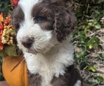 Small Photo #9 Sheepadoodle Puppy For Sale in HUNTINGTON BEACH, CA, USA