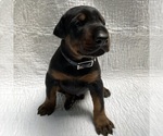 Small Photo #11 Doberman Pinscher Puppy For Sale in FREDERICKTOWN, MO, USA