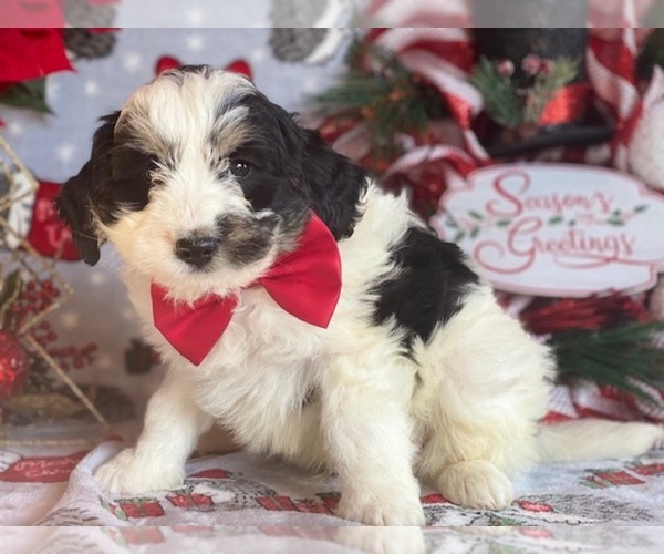 Medium Photo #3 Bernedoodle Puppy For Sale in LANCASTER, PA, USA