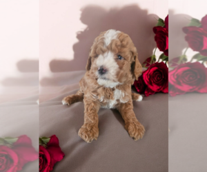 Goldendoodle (Miniature) Puppy for sale in NILES, MI, USA