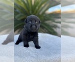 Small Photo #14 Dutch Shepherd Dog Puppy For Sale in LAS VEGAS, NV, USA