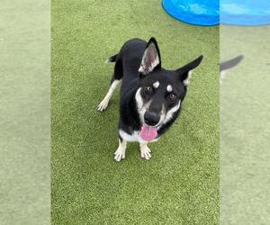 Siberian Husky-Unknown Mix Dogs for adoption in Pasadena, TX, USA