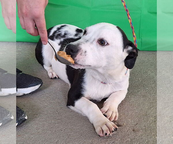 Medium Photo #2 American Pit Bull Terrier-Basset Hound Mix Puppy For Sale in Wetumpka, AL, USA