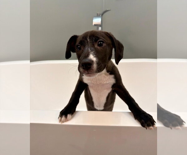 Medium Photo #13 Labrador Retriever-Unknown Mix Puppy For Sale in Plainfield, IL, USA