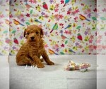 Small #2 Poodle (Toy)