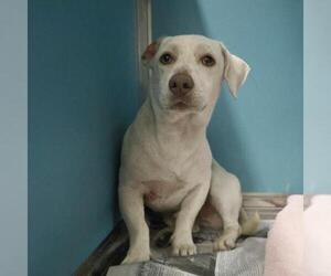Dachshund-Unknown Mix Dogs for adoption in San Antonio, TX, USA