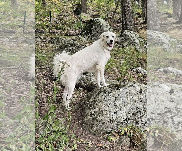 Medium Photo #3 Great Pyrenees Puppy For Sale in Croydon, NH, USA