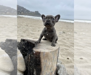 French Bulldog Puppy for sale in HAYWARD, CA, USA