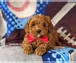 Small Photo #6 Cavapoo-Poodle (Miniature) Mix Puppy For Sale in NEW PROVIDENCE, PA, USA