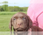Small Photo #11 Labrador Retriever Puppy For Sale in MANSFIELD, MO, USA