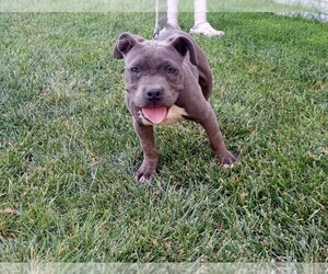 American Pit Bull Terrier Puppy for sale in DOS PALOS, CA, USA