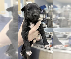German Shepherd Dog-Unknown Mix Dogs for adoption in Riverside, CA, USA