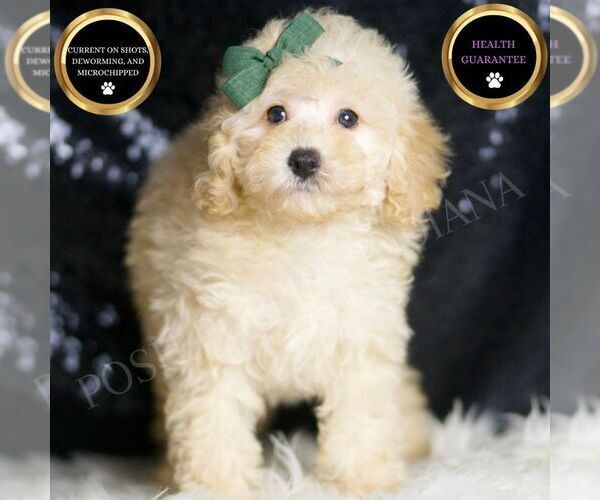 Medium Photo #28 Poodle (Toy) Puppy For Sale in WARSAW, IN, USA