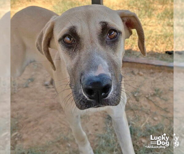 Medium Photo #2 Labrador Retriever-Unknown Mix Puppy For Sale in Washington, DC, USA