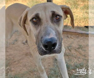 Pineapple - Female Labrador Retriever-Unknown Mix Dog for Adoption - Photo #2
