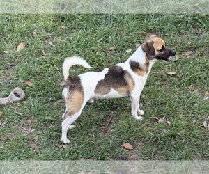 Rat Terrier-Unknown Mix Dogs for adoption in Oakhurst, NJ, USA