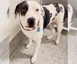 XENA - Female American Pit Bull Terrier-Unknown Mix Dog for Adoption - Small photo