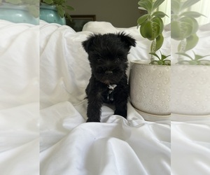 Schnauzer (Miniature) Puppy for Sale in MIAMI, Florida USA