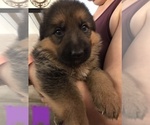 Small Photo #2 German Shepherd Dog Puppy For Sale in VALLEJO, CA, USA