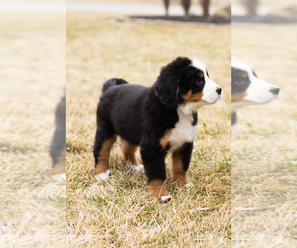 Medium Photo #17 Bernese Mountain Dog Puppy For Sale in MILLERSBURG, IN, USA