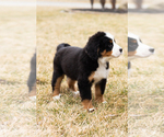 Small #3 Bernese Mountain Dog