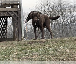Labrador Retriever Dog for Adoption in MIDDLEBURG, Kentucky USA