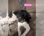 Small Black and Tan Coonhound