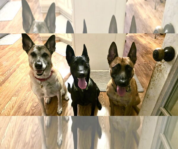 Medium Photo #8 Mutt Puppy For Sale in Stevens Point, WI, USA