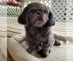 Small Photo #1 Shih Tzu Puppy For Sale in SAVANNAH, TN, USA