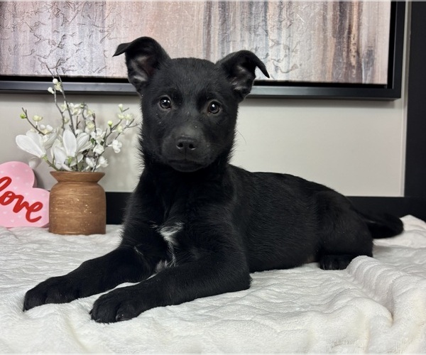 Medium Photo #1 Border Collie Puppy For Sale in FRANKLIN, IN, USA