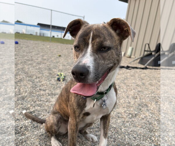 Medium Photo #12 Mutt Puppy For Sale in Fargo, ND, USA