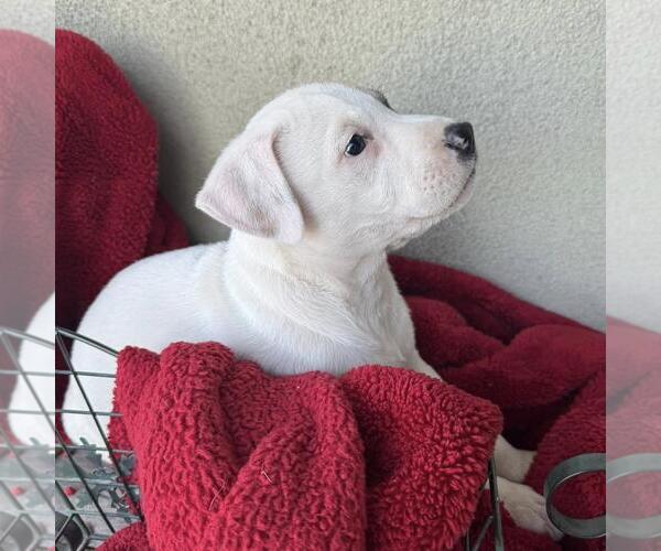 Medium Photo #3 Boxer-Unknown Mix Puppy For Sale in San Diego, CA, USA