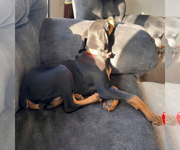 Medium Photo #12 Doberman Pinscher Puppy For Sale in Minneaoplis, MN, USA