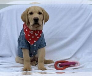 Labrador Retriever Puppy for sale in SEATTLE, WA, USA