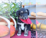 Small Photo #3 Golden Retriever Puppy For Sale in ROCKY MOUNT, VA, USA