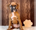 Small Photo #2 Boxer Puppy For Sale in FRANKLIN, IN, USA