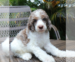 Poodle (Standard) Puppy for sale in TAMPA, FL, USA