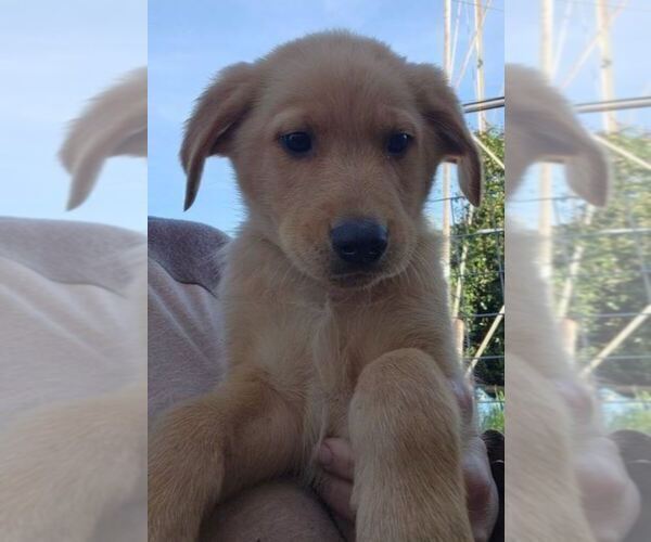 Medium Photo #1 German Shepherd Dog-Golden Retriever Mix Puppy For Sale in MODESTO, CA, USA