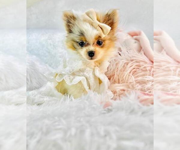Medium Photo #3 Pomeranian Puppy For Sale in DELRAY BEACH, FL, USA