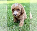 Small #7 Goldendoodle (Miniature)