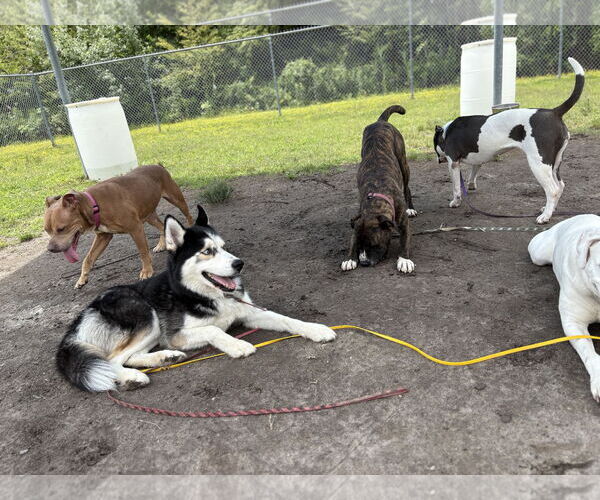 Medium Photo #9 - Mix Puppy For Sale in Virginia Beach, VA, USA