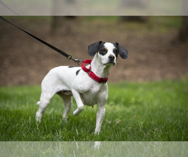 Medium Photo #7 Beagle-Unknown Mix Puppy For Sale in Arlington, VA, USA