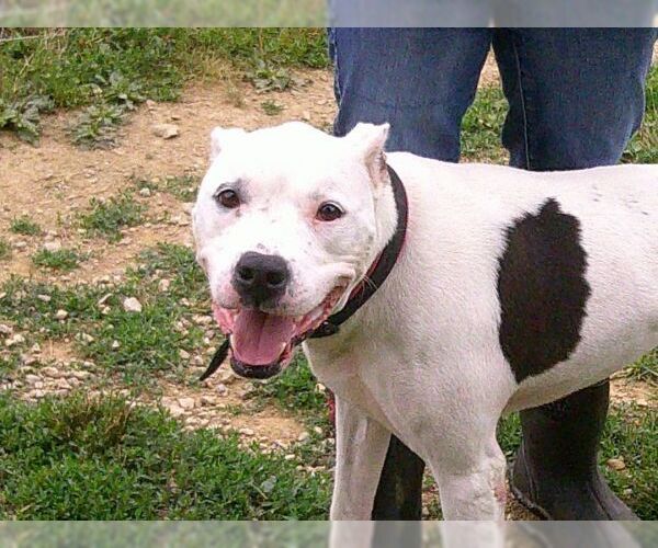 Medium Photo #8 American Pit Bull Terrier Puppy For Sale in Osgood, IN, USA