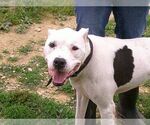 Small #7 American Pit Bull Terrier