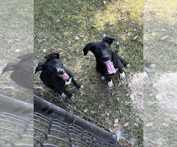 Medium Photo #3 Labrador Retriever-Unknown Mix Puppy For Sale in Oakhurst, NJ, USA