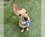 Small #2 Chihuahua Mix