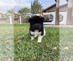 Image preview for Ad Listing. Nickname: Kenji